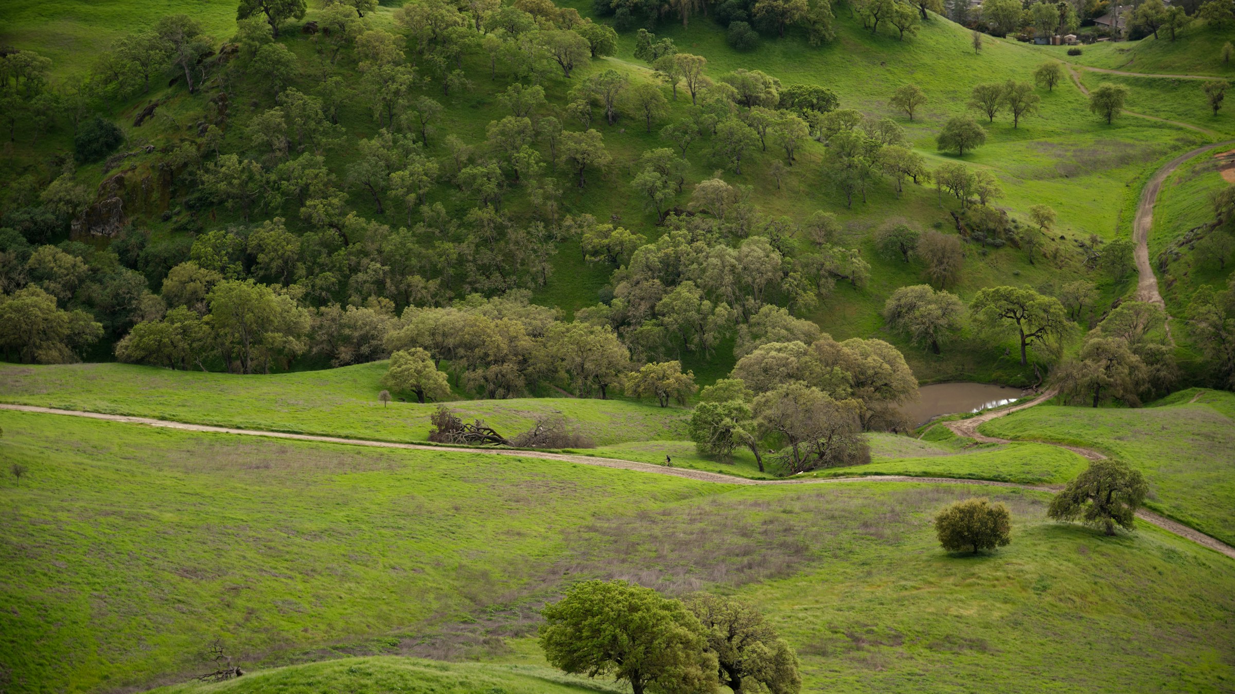 Rolling green hills dotted with oak trees